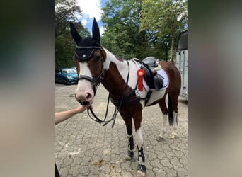 Paint Horse, Klacz, 10 lat, 160 cm, Tobiano wszelkich maści