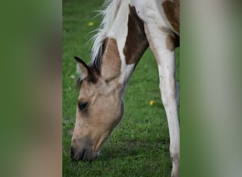 Paint Horse, Klacz, 11 lat, 154 cm, Tobiano wszelkich maści
