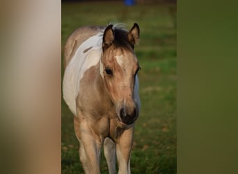 Paint Horse, Klacz, 11 lat, 154 cm, Tobiano wszelkich maści