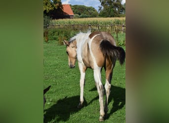 Paint Horse, Klacz, 11 lat, 154 cm, Tobiano wszelkich maści
