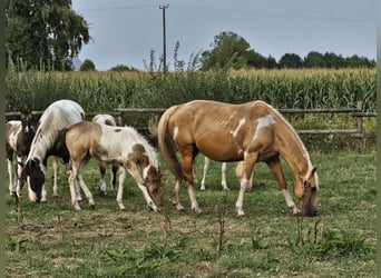Paint Horse, Klacz, 11 lat, 154 cm, Tobiano wszelkich maści