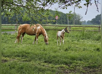Paint Horse, Klacz, 11 lat, 154 cm, Tobiano wszelkich maści