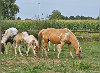 Paint Horse, Klacz, 11 lat, 154 cm, Tobiano wszelkich maści