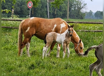 Paint Horse, Klacz, 11 lat, 154 cm, Tobiano wszelkich maści