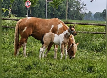 Paint Horse, Klacz, 11 lat, 154 cm, Tobiano wszelkich maści