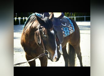 Paint Horse, Klacz, 12 lat, 142 cm
