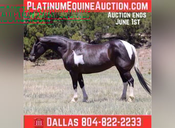 Paint Horse, Klacz, 12 lat, 150 cm, Tobiano wszelkich maści