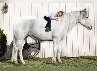 Paint Horse, Klacz, 13 lat, 152 cm, Siwa