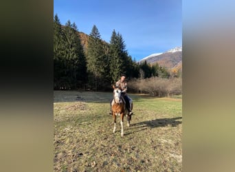 Paint Horse Mix, Klacz, 14 lat, 145 cm, Srokata