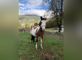 Paint Horse Mix, Klacz, 14 lat, 145 cm, Srokata