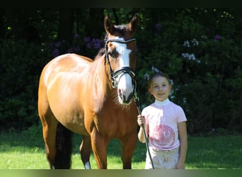 Paint Horse, Klacz, 14 lat, 153 cm, Gniada