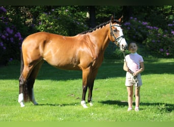 Paint Horse, Klacz, 14 lat, 153 cm, Gniada