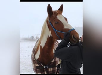 Paint Horse, Klacz, 16 lat, 145 cm, Srokata