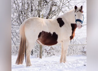 Paint Horse, Klacz, 16 lat, 147 cm, Overo wszelkich maści