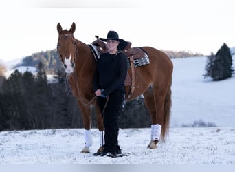 Paint Horse, Klacz, 17 lat, 148 cm, Kasztanowata