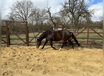 Paint Horse, Klacz, 19 lat, 150 cm, Gniada