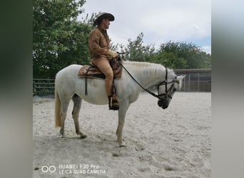 Paint Horse, Klacz, 19 lat, 155 cm, Siwa jabłkowita