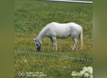 Paint Horse, Klacz, 19 lat, 155 cm, Siwa jabłkowita