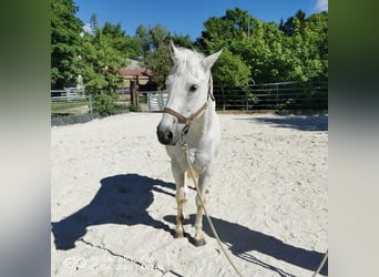 Paint Horse, Klacz, 19 lat, 155 cm, Siwa jabłkowita