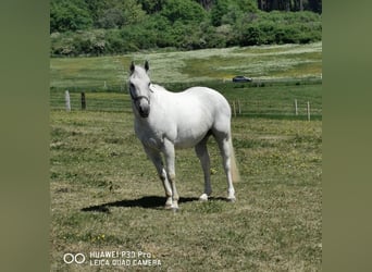 Paint Horse, Klacz, 19 lat, 155 cm, Siwa jabłkowita