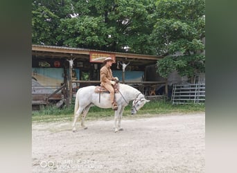 Paint Horse, Klacz, 19 lat, 155 cm, Siwa jabłkowita