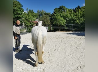 Paint Horse, Klacz, 19 lat, 155 cm, Siwa jabłkowita