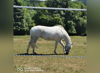 Paint Horse, Klacz, 19 lat, 155 cm, Siwa jabłkowita