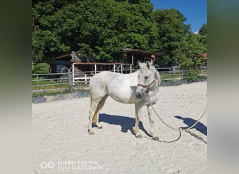 Paint Horse, Klacz, 19 lat, 155 cm, Siwa jabłkowita