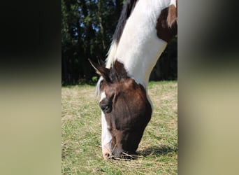 Paint Horse, Klacz, 19 lat, 158 cm, Tobiano wszelkich maści