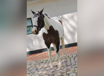 Paint Horse, Klacz, 19 lat, 158 cm, Tobiano wszelkich maści