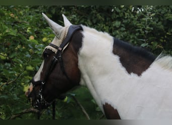 Paint Horse, Klacz, 19 lat, 158 cm, Tobiano wszelkich maści