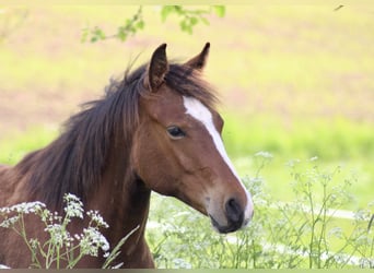 Paint Horse, Klacz, 1 Rok, 150 cm, Gniada