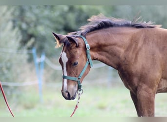 Paint Horse, Klacz, 1 Rok, 150 cm, Gniada