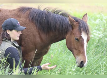 Paint Horse, Klacz, 1 Rok, 150 cm, Gniada