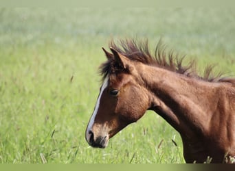 Paint Horse, Klacz, 1 Rok, 150 cm, Gniada