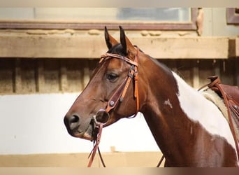 Paint Horse, Klacz, 1 Rok, 150 cm, Gniada