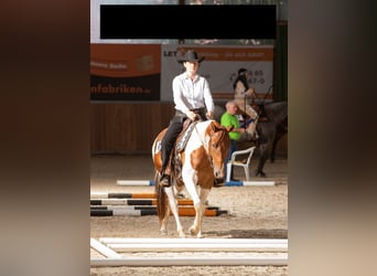 Paint Horse, Klacz, 1 Rok, 150 cm, Gniada