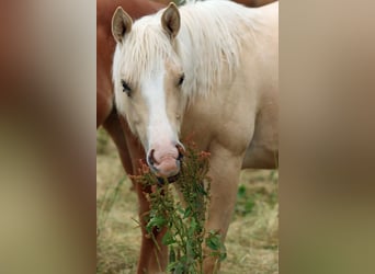 Paint Horse, Klacz, 1 Rok, 150 cm, Izabelowata