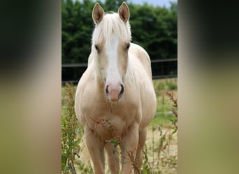 Paint Horse, Klacz, 1 Rok, 150 cm, Izabelowata