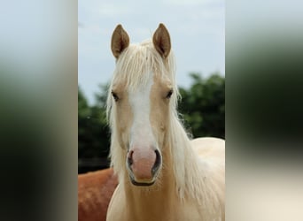 Paint Horse, Klacz, 1 Rok, 150 cm, Izabelowata