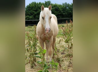 Paint Horse, Klacz, 1 Rok, 150 cm, Izabelowata