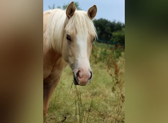 Paint Horse, Klacz, 1 Rok, 150 cm, Izabelowata