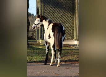 Paint Horse, Klacz, 1 Rok, 153 cm, Overo wszelkich maści