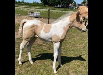 Paint Horse, Klacz, 1 Rok, 155 cm, Izabelowata