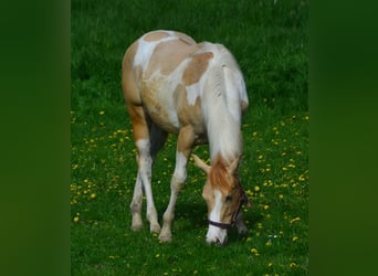 Paint Horse, Klacz, 1 Rok, 155 cm, Srokata