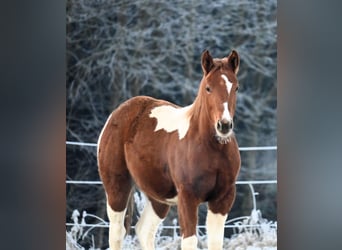 Paint Horse, Klacz, 1 Rok, 158 cm, Kasztanowata