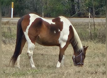 Paint Horse, Klacz, 20 lat, 142 cm, Gniada