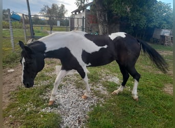 Paint Horse, Klacz, 24 lat, 160 cm, Tobiano wszelkich maści