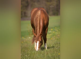 Paint Horse, Klacz, 2 lat, 143 cm, Kasztanowata