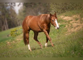 Paint Horse, Klacz, 2 lat, 143 cm, Kasztanowata